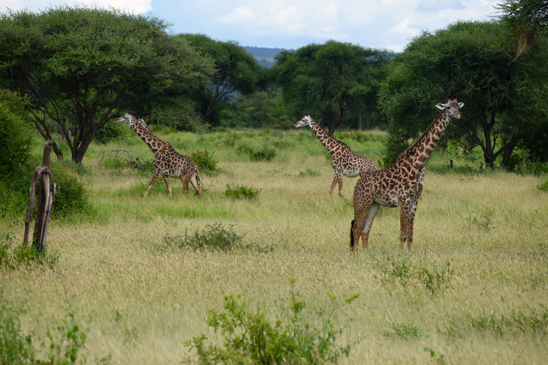 Arusha: Tarangire National Park Day Safari Joining Safari (1-2 People)