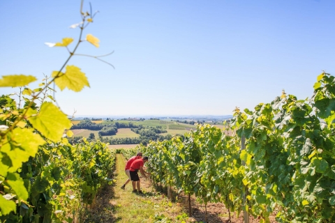 Bezoek aan de wijngaarden van Gaillac (81)