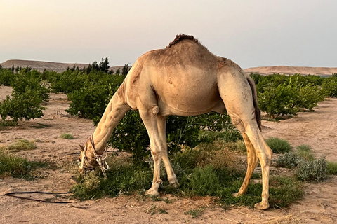 Hurghada: Camel Ride & horse ride and Off-Road Jeep Tour pickup from hotels inside hurghada