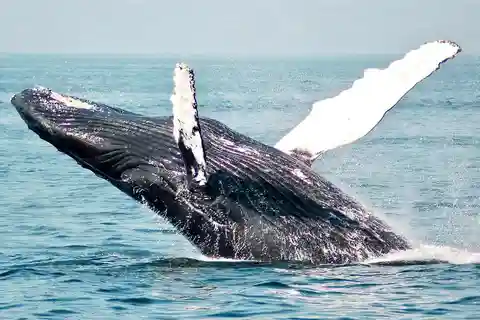 Mirissa Whale Watching-Yala Safari & Galle Fort Night Escape