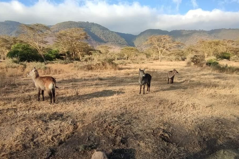 6Day Safari Tarangire, Manyara,Serengeti&Ngorongoro Camping