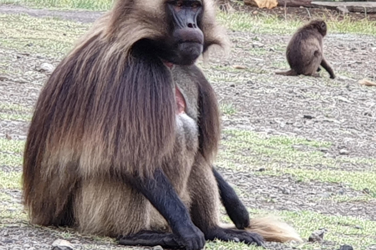 Landausflug Portugiesische Brücke Blauer Nil Schlucht