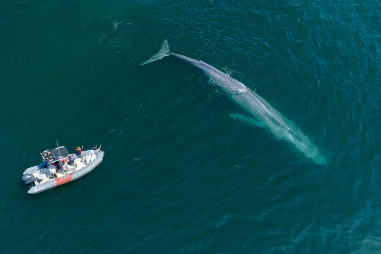 San Diego: Wal- und Delfinbeobachtungstour mit dem Schnellboot