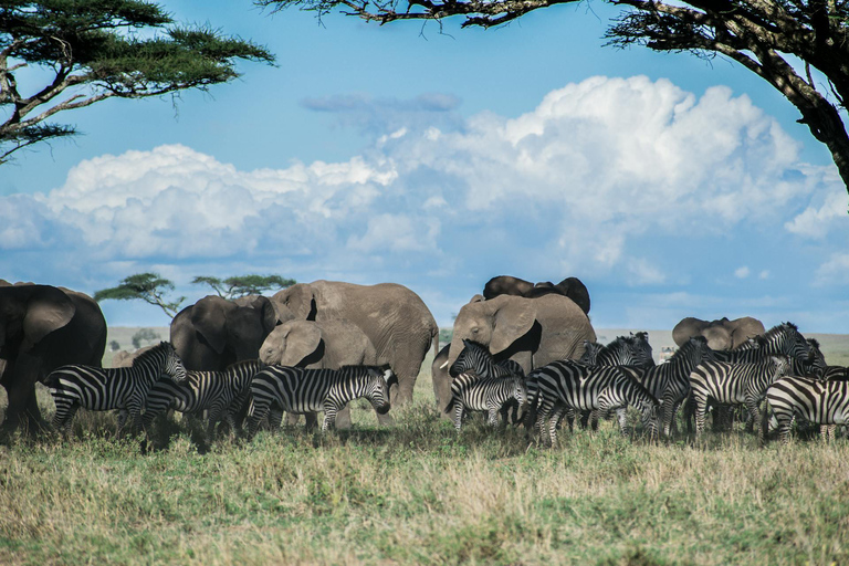 Arusha: 6-Day Safari to Tarangire, Serengeti, and Ngorongoro