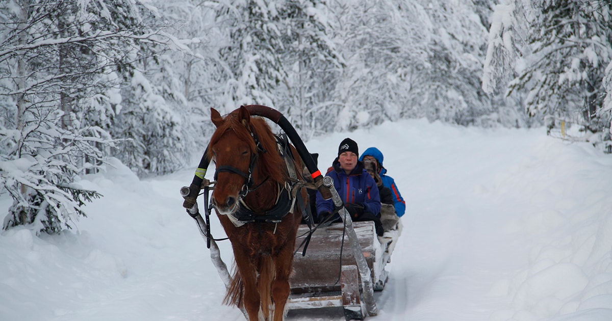 Levi: One Horse Open Sleigh Ride in Winter Wonderland | GetYourGuide