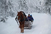 Levi, Polarlicht Touren, ein Pferd offenen Schlitten Fahrt - Hizvo