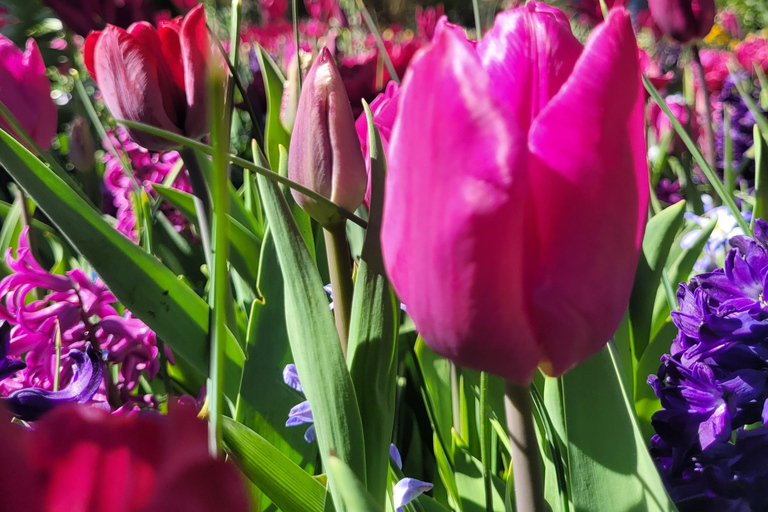 Amsterdam: Ultimate 7-Day Private guided Netherlands tour