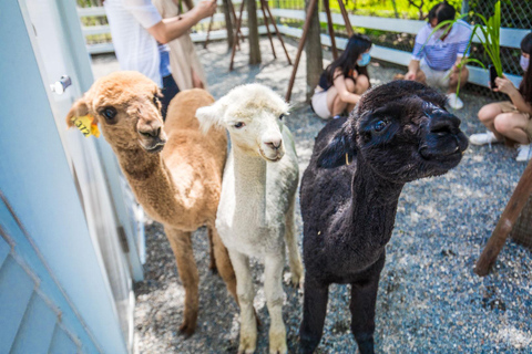 Da Taipei: Tour di un giorno di animali divertenti e naturali a Yilan