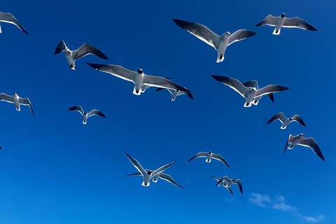 De La Romana: Ilha Saona para os passageiros da Costa CruzeirosVisita a Saona para os passageiros do cruzeiro Costa Pacifica