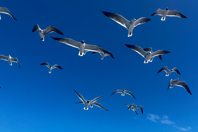 De La Romana: Ilha Saona para os passageiros da Costa CruzeirosVisita a Saona para os passageiros do cruzeiro Costa Pacifica