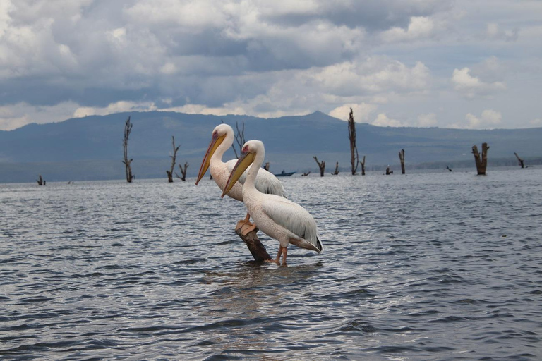 From Nairobi: Hell's Gate National Park & Lake Naivasha Tour