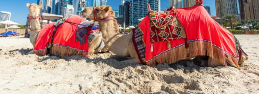 Dubaï : balade à dos de chameau sur la plage JBR avec vue sur la ligne d'horizon
