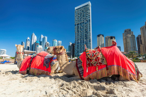Dubai: Guided Camel Ride on JBR Beach with Skyline Views