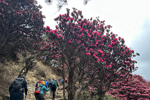 From Pokhara: 4-Day Ghorepani Poon Hill Trek with Guide