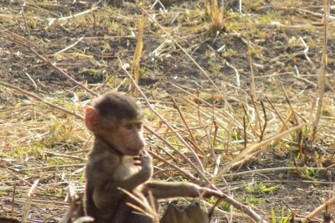 Arusha: 3-Day Serengeti & Ngorongoro - Group/Private safari 3-Day Serengeti & Ngorongoro - Private Camping safari