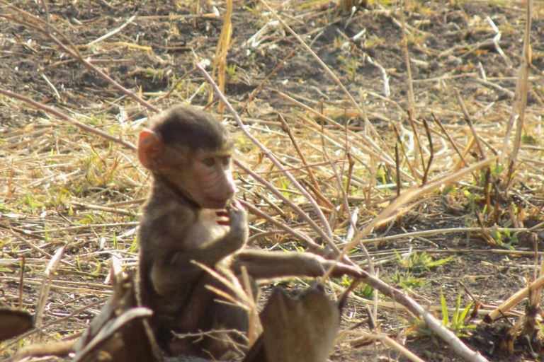 Arusha: 3-Day Serengeti & Ngorongoro - Group/Private safari 3-Day Serengeti & Ngorongoro - Private Camping safari