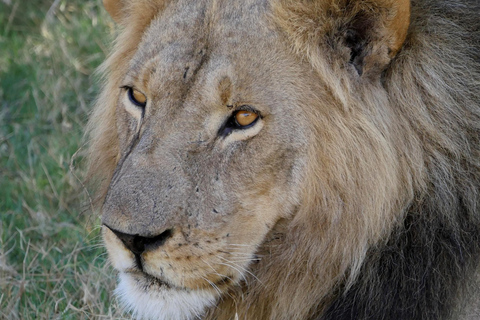 Tanzania: 2-Day Mid-Range Safari to Tarangire and Ngorongoro