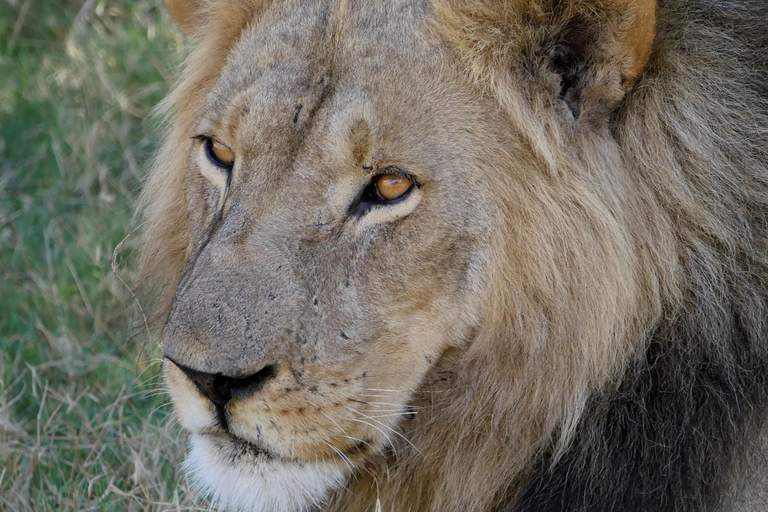 Tanzania: 2-Day Mid-Range Safari to Tarangire and Ngorongoro