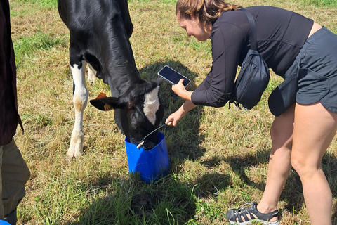Azores: Half-Day Dairy Farm Tour