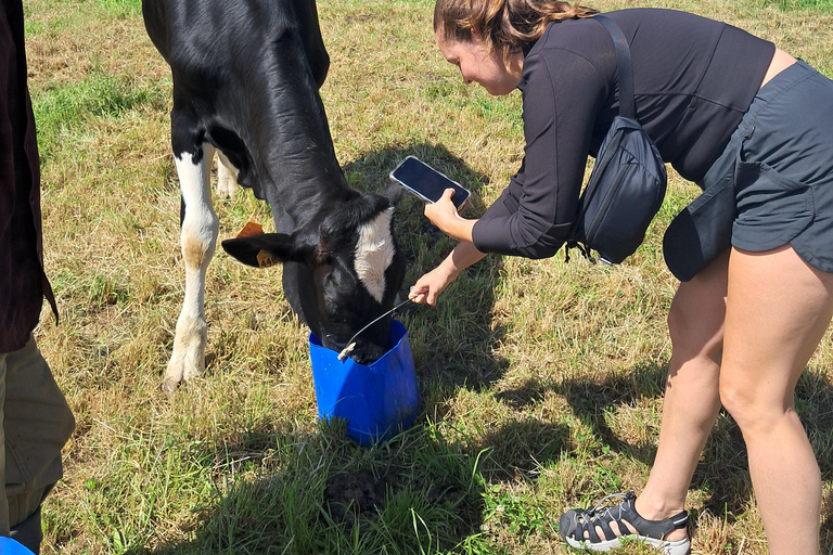Azores: Half-Day Dairy Farm Tour