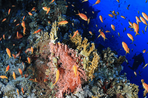Sharm El-Sheikh: Beach Day & Intro Scuba Diving