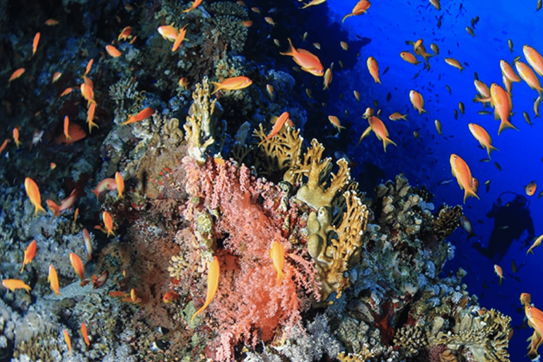 Sharm El-Sheikh: Beach Day & Intro Scuba Diving