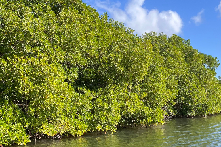 Explore the mangrove and Pointe Sable in Guadeloupe
