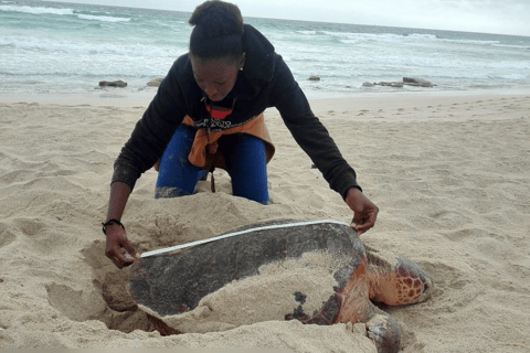 Boa Vista: Turtle Nesting Night Tour with Hotel Pickup
