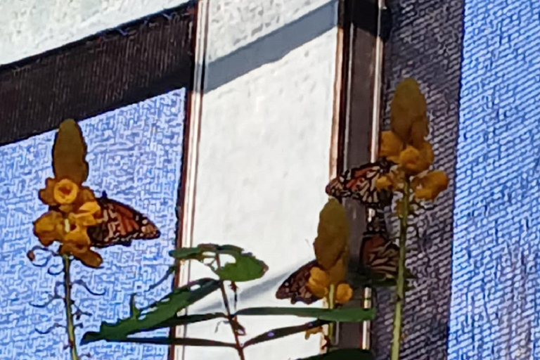 Puerto Plata: Countryside tour with Monkey Home, butterflies, and coffee