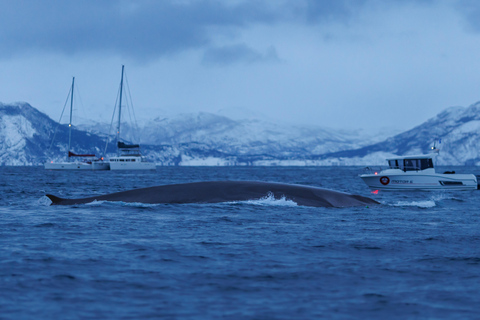 From Skjervøy: Whale Watching in a Heated Cabin Cruiser
