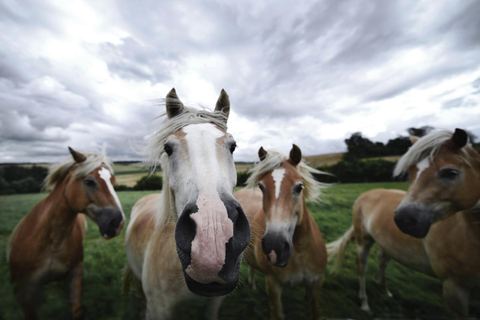 Thessaloniki: Horse Riding Escape with Farm
