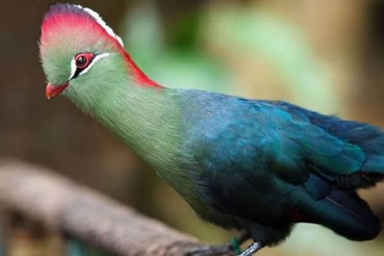 Zanzibar: Chwaka Forest Reserve Birdwatching Tour