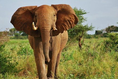 Overnight Safari to Tsavo East From Diani Beach