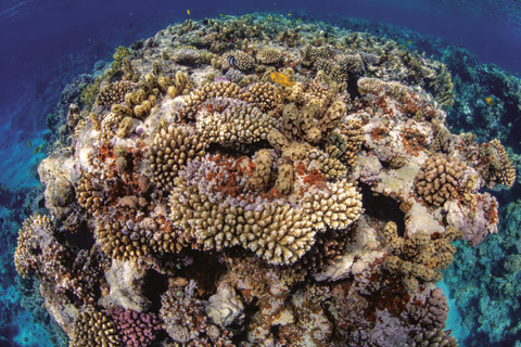 Glass Boat & Snorkeling with day use of Berenice Beach Club