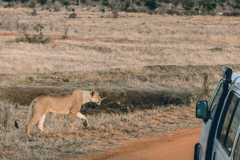 Safari mit Übernachtung im Tsavo East National Park von Mombasa aus