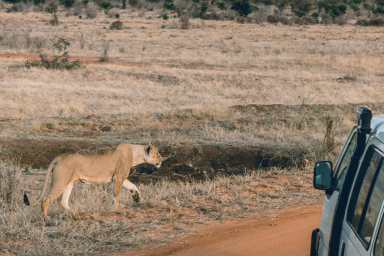 Safari med övernattning till Tsavo East National Park från Mombasa