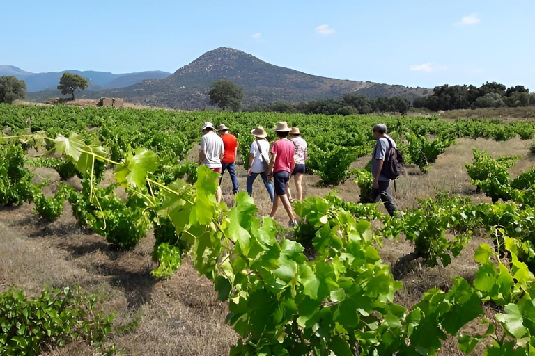 Almería Ruta del vino, cata en Bodega Bio y aperitivo