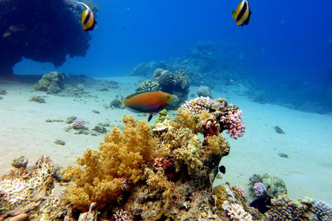 Sharm El Sheikh: Ras Mohamed & White Island Sea Trip, Diving Ras Mohamed, White Island Snorkel Small Package w/Lunch