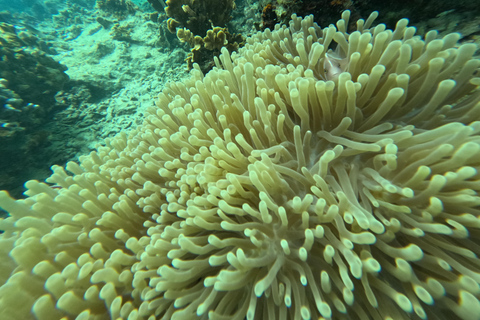 Koh Tao: Koh Nangyuan & Hidden Bays Snorkeling Tour w/ Lunch