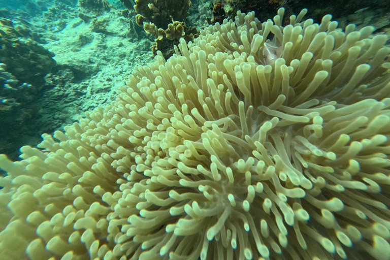 Koh Tao: Koh Nangyuan & Hidden Bays Snorkeling Tour w/ Lunch