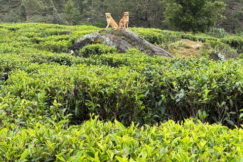 Ramboda falls to Nuwara Eliya drop off with Tea Factorys