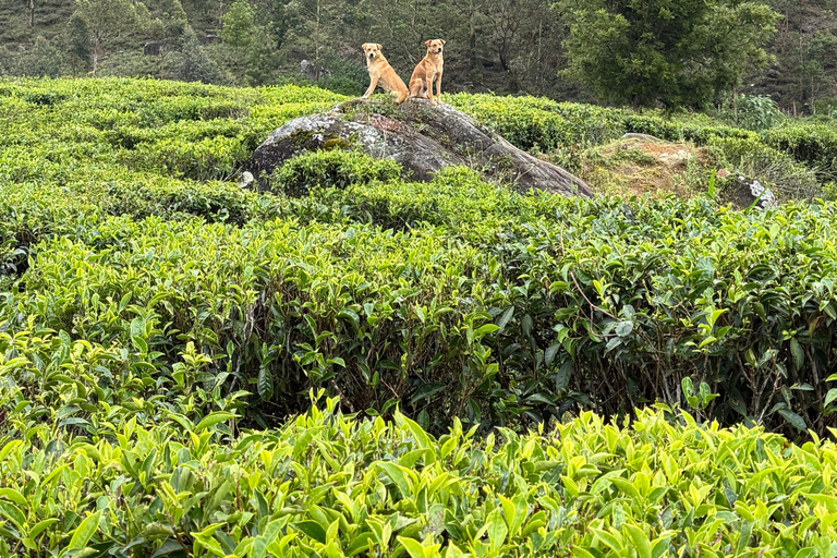 Ramboda falls to Nuwara Eliya drop off with Tea Factorys