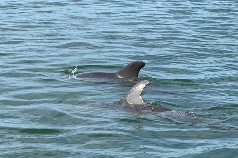 Sarasota: Island Adventures & Catamaran Speedboat Tour