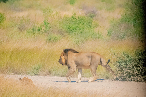 Samburu National Reserve 3-Day Safari from Nairobi