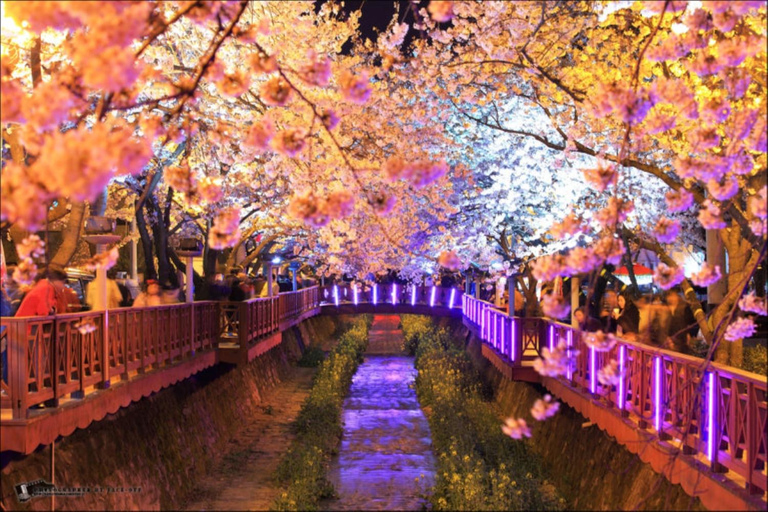 Busan: Jinhae Cherry Blossom Day & Night or 1 Day Tour Group Night Tour / Where Cherry Blossoms Define Jinhae