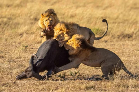 3-tägige Mikumi-Nationalpark-Sansibar-Safari mit Flügen