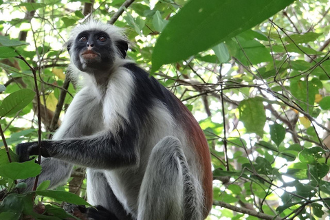 Zanzibar: Excursão a pé pela floresta de Jozani com guia de turismoZanzibar: Passeio pela floresta de Jozani e macacos colobus vermelhos de Zanzibar