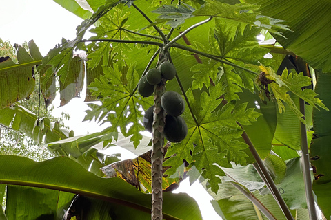 Zanzibar: Jozani Forest, Spice Farm and Stone Town City Tour Private tour no hotel pick-up and drop-off included