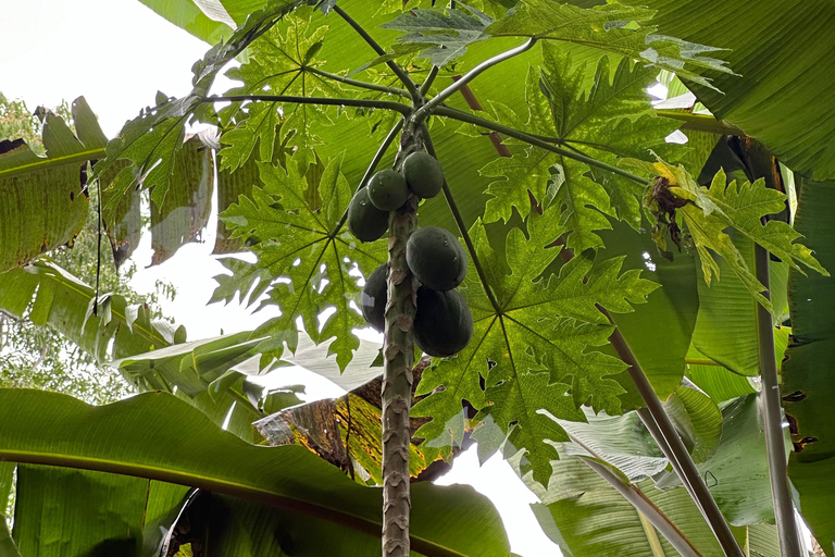 Zanzibar: Jozani Forest, Spice Farm and Stone Town City Tour Private tour no hotel pick-up and drop-off included