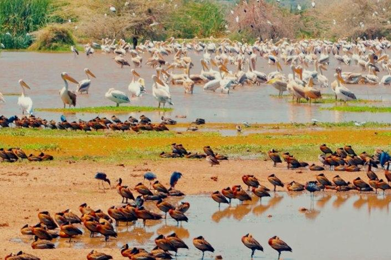 Lake Manyara: The best of Day Trip from Arusha